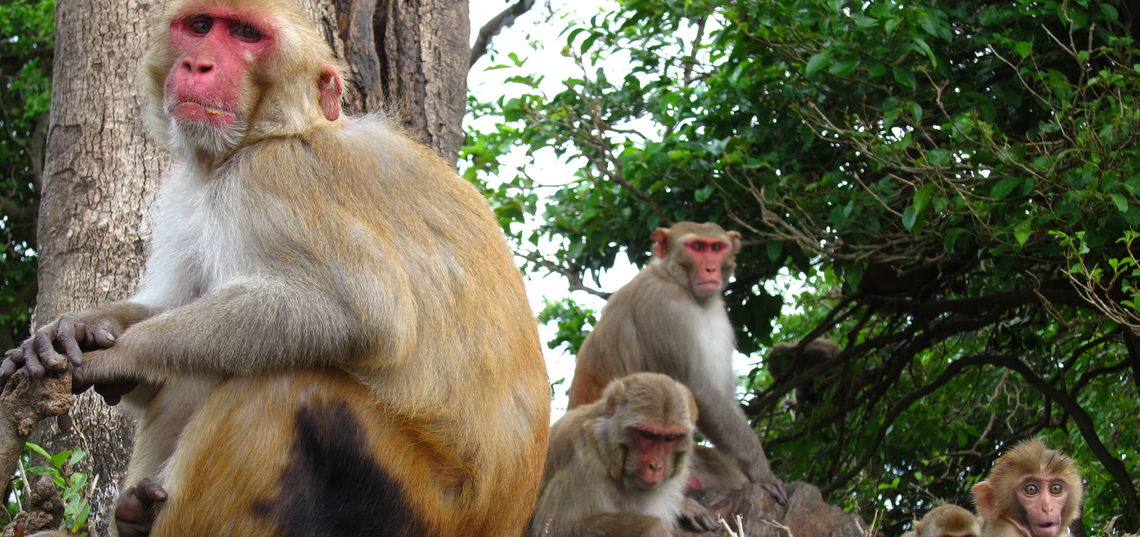 monkeyalbumdrop